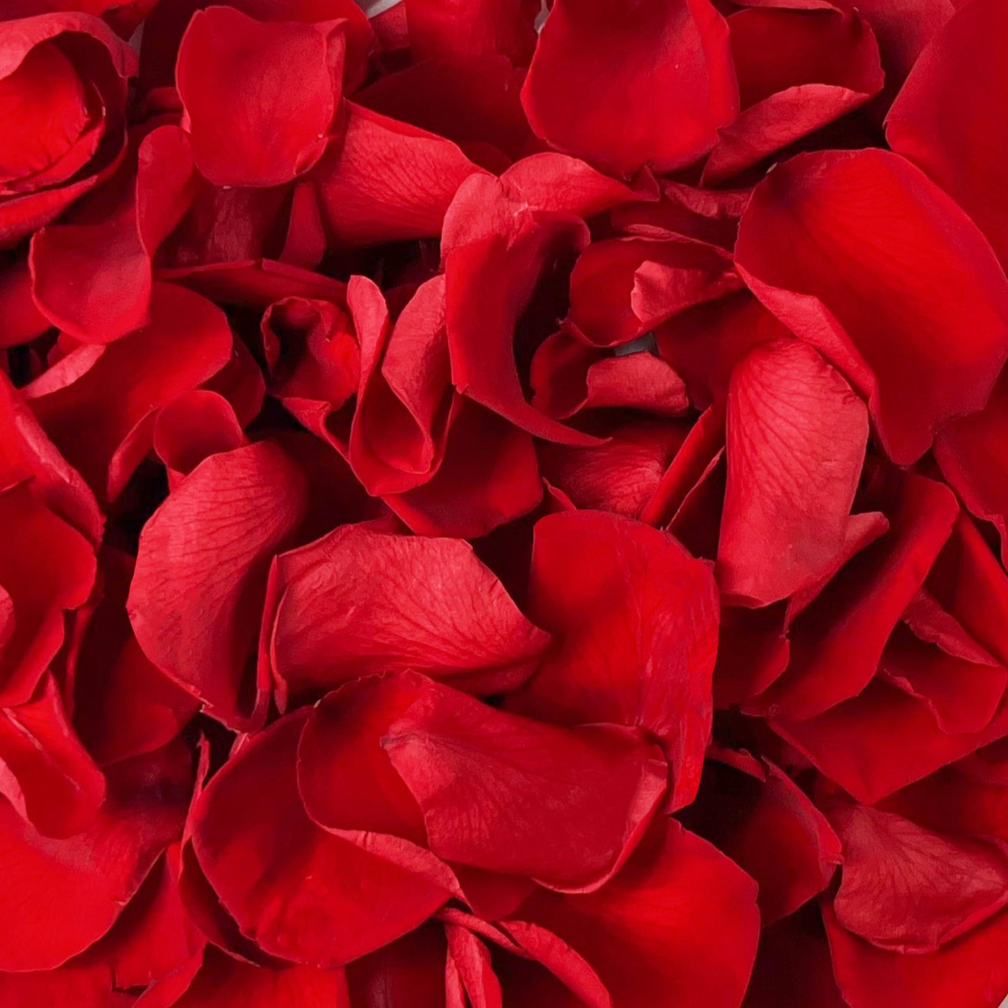 180 PCS Dried Real Red Rose Flower Petals Confetti for Wedding, 1.75oz Preserved Freeze Petals for Romantic Night Wedding Proposal Centerpeice Decor