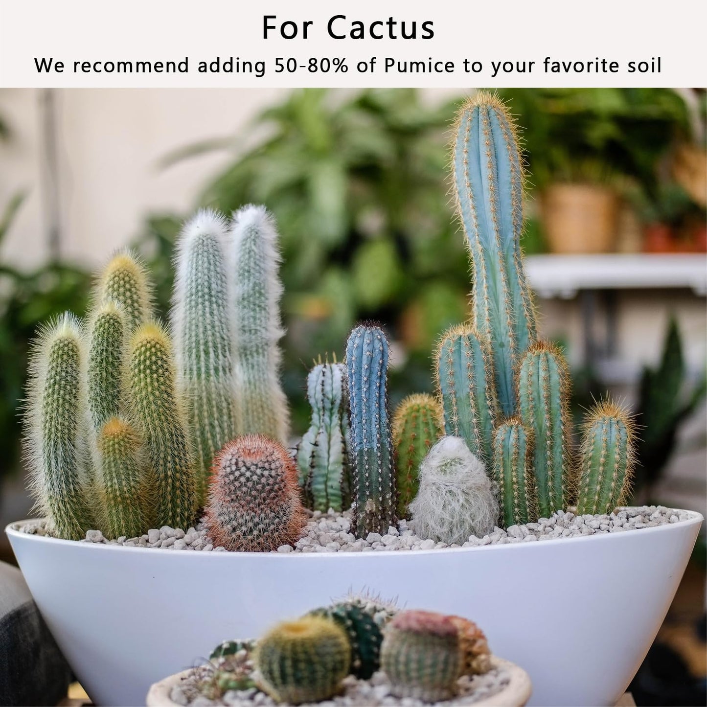 Pierre Ponice Naturelle Pour Plantes – Substrat Drainant Pour Succulentes, Cactus, Bonsaïs et Orchidées | Améliore l'Aération du Sol, Rétention D'eau 55%, pH Neutre (Sac 5 QT)