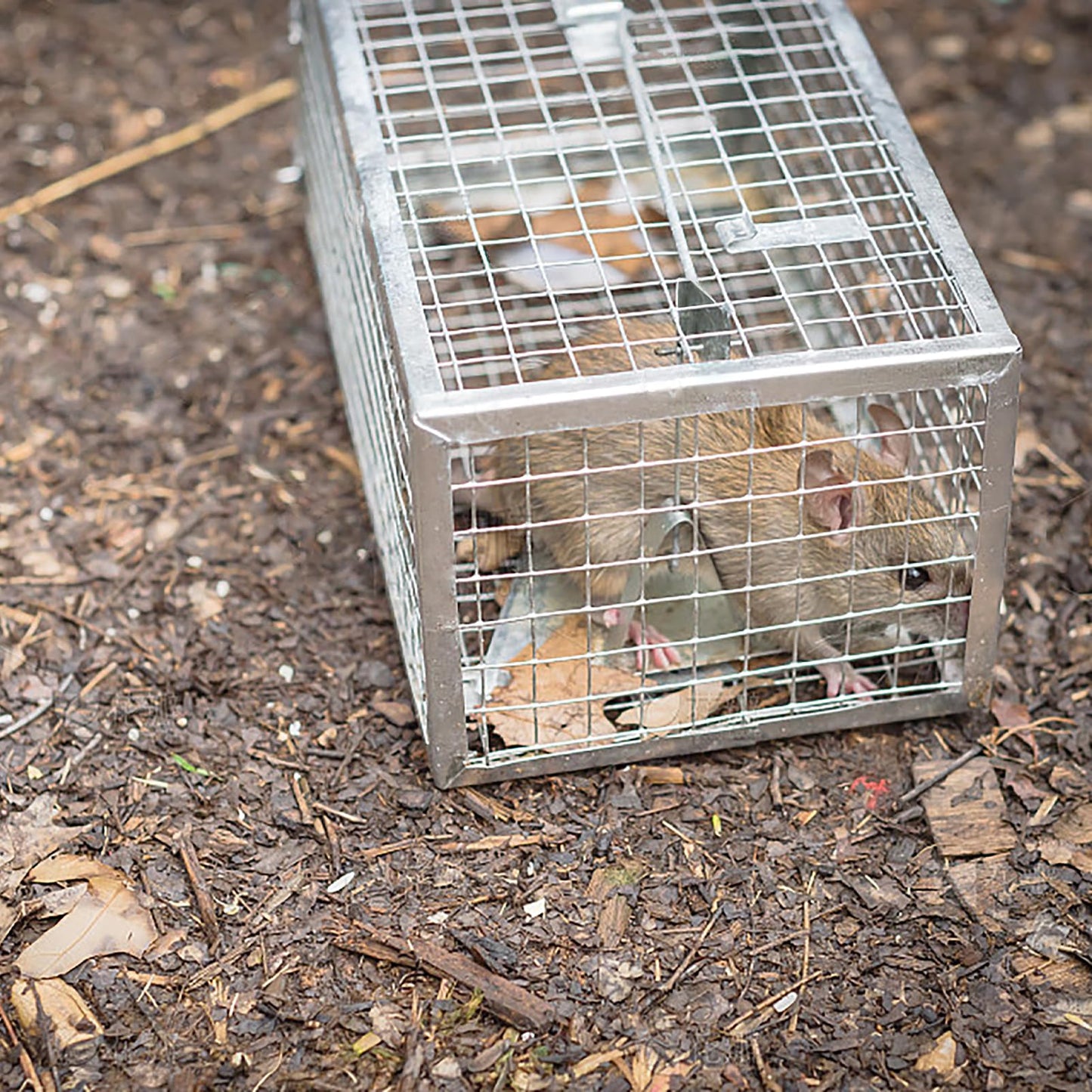 WEIANG Mouse Trap Humane Chipmunk Cage Trap for Indoors and Outdoors, Rat Trap No Kill Live Catch and Release 1pc - Reusable,Mouse,Mice,Chipmunks,Voles,Hamsters,Weasel and More Rodents