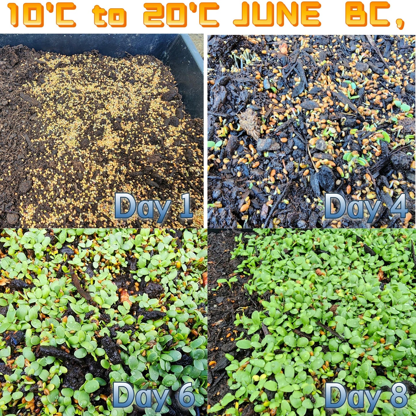 Bee Feed Clover Seed Mix, with Crimson Clover, Red Clover, Sweet Clover, Alsike Clover, White Clover (Bee Feed Clover Seed Mix 200 g)