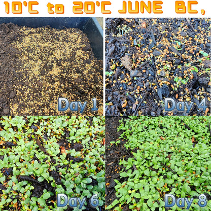 Bee Feed Clover Seed Mix, with Crimson Clover, Red Clover, Sweet Clover, Alsike Clover, White Clover (Bee Feed Clover Seed Mix 200 g)