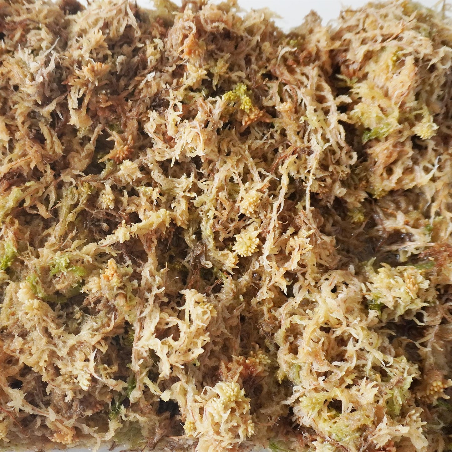 Yilotuce 11 oz Sphagnum Moss for Plants, Carefully Selected Clean Sphagnum Mos for Rooting Plants