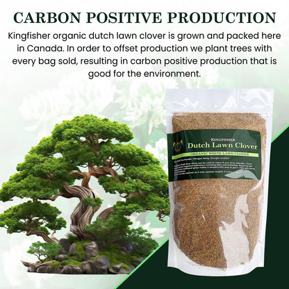 1 Pound Dutch Lawn Clover Seed | Made in Canada | Coated Seed for Canadian Lawns | Non GMO Lawn Seeds | White Flower Seeds | Perrenial Clover | Trefle Blanc | Micro Grass Seed