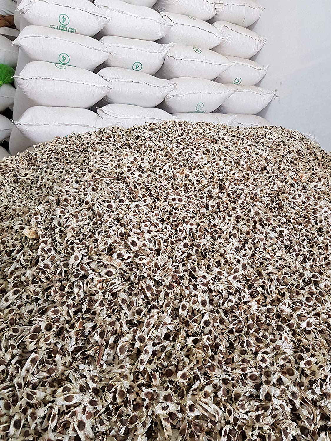 Yogi's Gift - Organic Moringa Oleifera Seeds 10 oz ~Approx 1000 Seeds | Indian Origin | Graines de Moringa