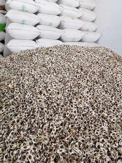 Yogi's Gift - Organic Moringa Oleifera Seeds 10 oz ~Approx 1000 Seeds | Indian Origin | Graines de Moringa
