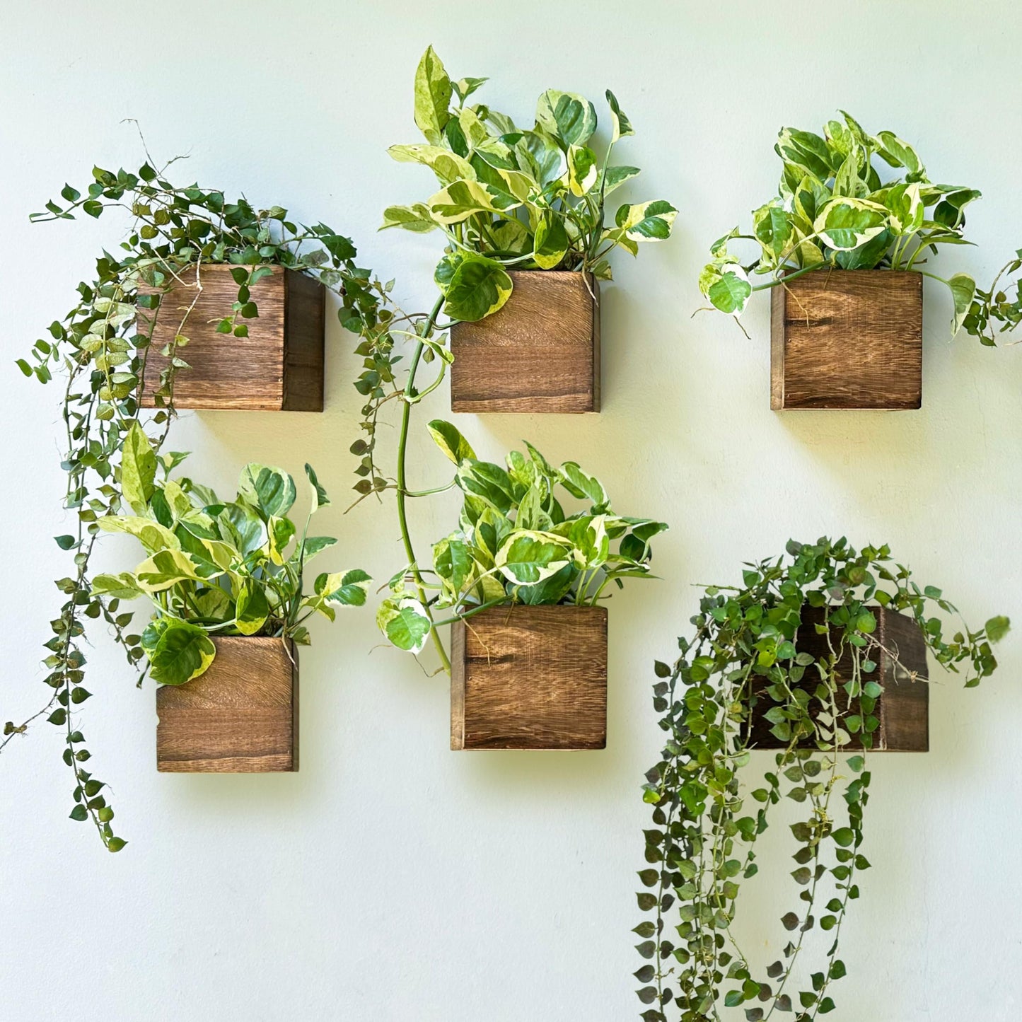 LaLaGreen Wood Planter Box for Plants (4x4 Inch, 6 Pack) Small Square Wooden Wall Planters for Indoor Plant, Hanging Window Flower Boxes Herb Planter Table Centerpiece Modern Home Garden Office Decor