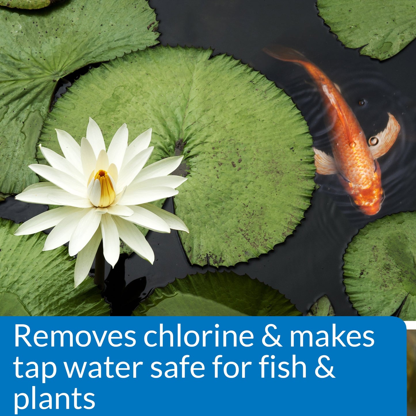 API POND CHLORINE & HEAVY METAL NEUTRALIZER Pond Water Neutralizer 16-Ounce Bottle