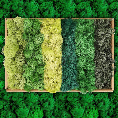 XIEJ Moss - Moss for Plants in 6 Colours, 240g Preserved Moss, Real Durable Natural Decorative Moss for Moss Picture Crafting/Decoration and Model Making Easter Decoration
