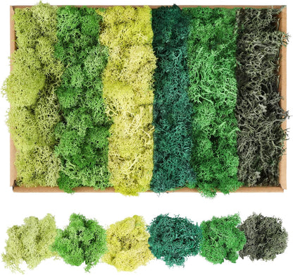 XIEJ Moss - Moss for Plants in 6 Colours, 240g Preserved Moss, Real Durable Natural Decorative Moss for Moss Picture Crafting/Decoration and Model Making Easter Decoration