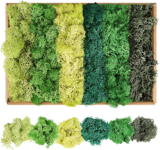 XIEJ Moss - Moss for Plants in 6 Colours, 240g Preserved Moss, Real Durable Natural Decorative Moss for Moss Picture Crafting/Decoration and Model Making Easter Decoration