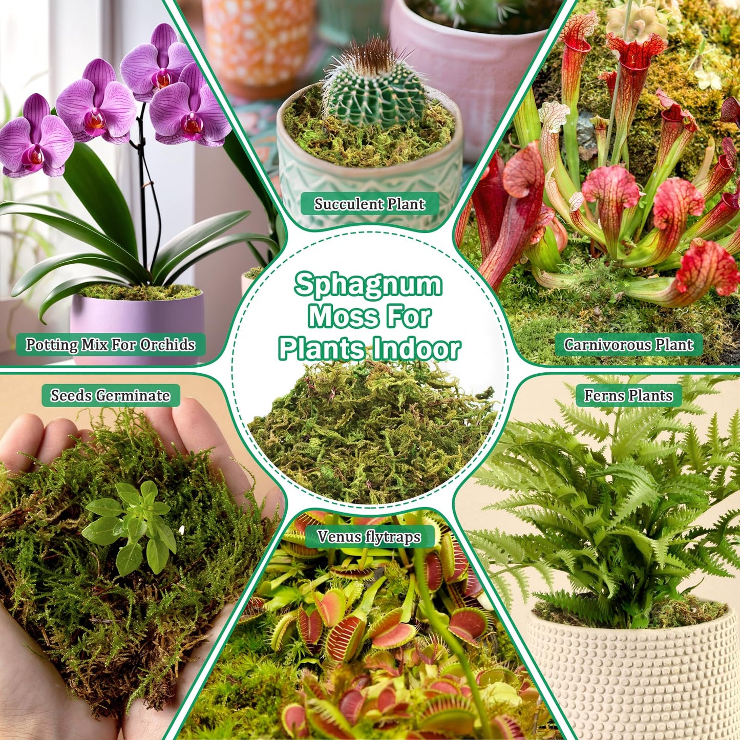 Riare 2.8LBS Premium Sphagnum Moss for Plants- 55QT Natural Dried Plant Moss for Potted Plants, Orchid Moss for Repotting, Soft Green Decorative Moss for Succulents, Reptiles & DIY Crafts