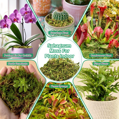 Riare 2.8LBS Premium Sphagnum Moss for Plants- 55QT Natural Dried Plant Moss for Potted Plants, Orchid Moss for Repotting, Soft Green Decorative Moss for Succulents, Reptiles & DIY Crafts