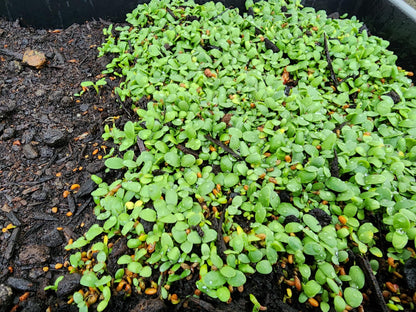 Bee Feed Clover Seed Mix, with Crimson Clover, Red Clover, Sweet Clover, Alsike Clover, White Clover (Bee Feed Clover Seed Mix 200 g)