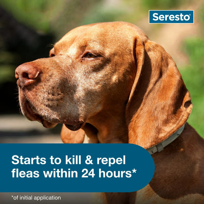 Seresto™ 8-Month Flea & Tick Prevention Collar for Large Dogs (Over 18 lbs)
